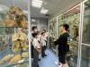 Instructor from the museum is introducing the specimen to the students.